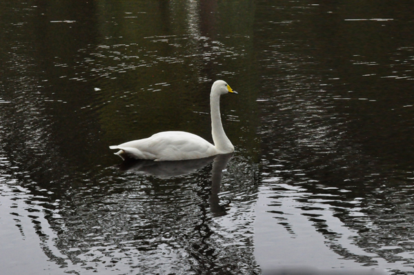whistler swan